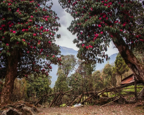 Ghorepani Poon Hill Trek  Days Cost